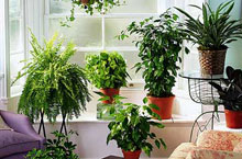 How to Greenify Your Apartment in Shanghai