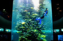 Dive Deep with Qingdao’s Underwater World 