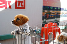 Four Footed Friends: Where to Buy Pets in Shenzhen