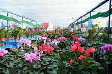 Freshen up Your Home: Flower and Plant Markets in Chengdu