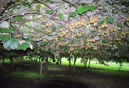 Kiwifruit tree