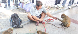 Animal Abuse: Man Seen Whipping Monkeys in Zhuhai