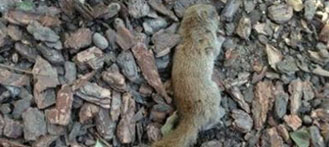Squirrel Slaying Man Condemned by Netizens