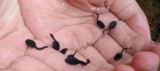 South Korean Woman Caught with Tadpoles in Mouth at Guangzhou Airport  
