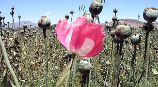 Drugs are Bad…Mmkaay- Guangdong Villager in Opium Poppy Bust