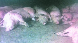 238 Dead Pigs & 89 Dead Dogs Reported to Have Died “Suddenly” in Henan 