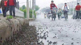 Attack of the Toads: Chengdu Citizens Fear Incoming Earthquake