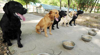 Netizens Mock Nanchang Bureau for Using Dogs to Predict Quakes 