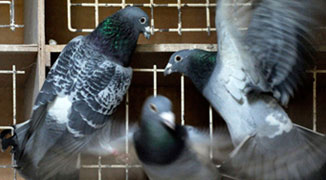 Chinese Businessman Pays 400,000 USD for a Pigeon