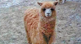Woman Buys “Grass Mud Horse” from Australia for 100,00 RMB