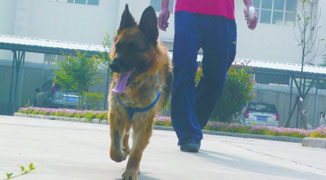 Dog “Comes Back to Life” After Being Put Down; Walks 12km to Home