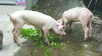 2 Surviving Pigs Dug Up 45 Days after Ya’an Quake