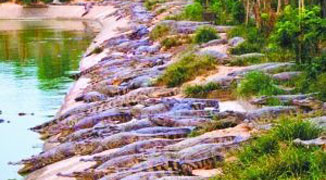 Attack of the Crocs! Hundreds of Crocs Loose in Guangdong City