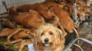 Yulin Dog Meat Festival Goes On Despite Protests; 10,000+ Dogs Consumed