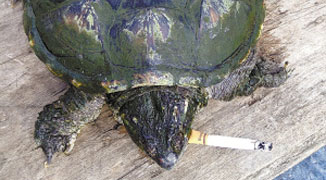 Changchun Turtle Becomes “Accidently” Addicted to Smoking; Now Puffs 10 a Day