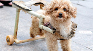 Awesomely Cute Disabled Dog A Big Hit in Nanchang
