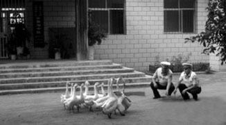 Geese Police: Feathered Friends Help Patrol the Streets in Xinjiang