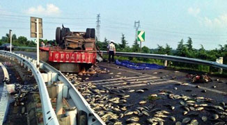Thousands of Fish Fry on Highway as Jiangsu Truck Flips Over