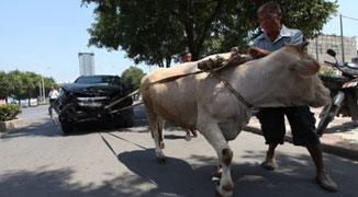 Henan Car Owner Uses Bull to Tug Home Totalled Car