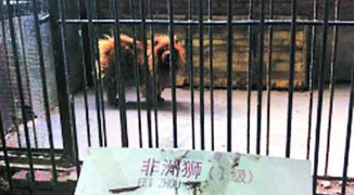 Zoo in Henan Caught Passing Dogs Off as Lions and Rats as Snakes