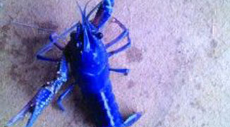 Bright Blue Lobster Discovered in Anhui Province; Apparently Not a Result of Pollution 