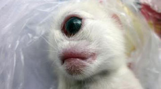 Weird One-Eyed Cyclops Kitten Born in Sichuan