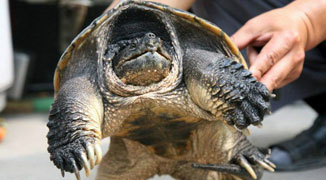 Giant Turtle Discovered in Henan; Expert Suggests to Eat it