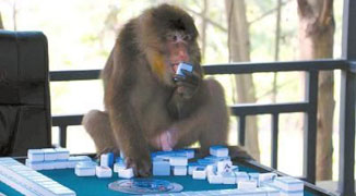 Wild Monkey Enters Sichuan Home, Leaps Up On Table to “Play Mahjong”