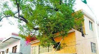 Man Lives in “House Wrapped Around Tree”; Refuses to Chop it Down