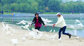 Live doves Released for Wedding Captured and Eaten by Hefei Residents