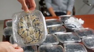 Tourist Brings 121 Ball Pythons To Shanghai, Says They’re “Toys”