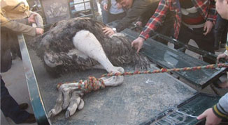 Flightless Fowl in Frenzied Fracas: Ostrich on Loose in Zhengzhou