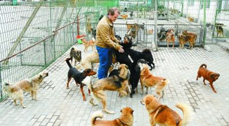 Expat Spends All His Savings Rescuing Beijing’s Stray Dogs