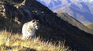 After Five Year Hiatus, Snow Leopard Photographed Twice in Two Weeks 