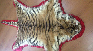 Harbin Woman Arrested for Selling Tiger Skin Rug Heirloom