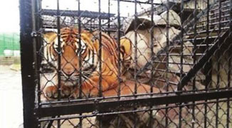 Zookeeper Killed By Tiger at Shanghai Zoo