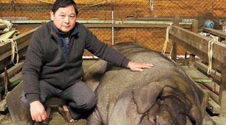 ‘Devine Swine’ Weighs in at 782 KG at Taiwan’s Pigs of God Festival