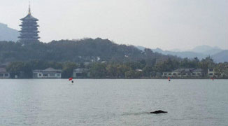 Wild Boar Swims in Hangzhou’s West Lake, Exhausted in 30 Minutes