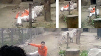 Man Climbs Into Bengal Tiger Cage at Chengdu Zoo, Unharmed 