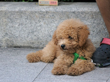 You’ll Never Walk Alone: Owning Pets in China