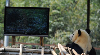 Panda Misses Friend, Gets Depressed so Zookeepers Install a TV in Her Enclosure