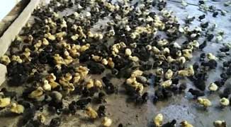 Worker Fills Bosses Apartment with Over 1000 Ducklings as ‘Revenge’ Over Pay Dispute