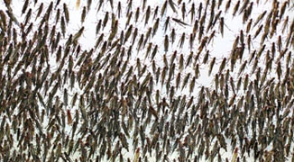 Guangzhou Farmer Breeds 7 Million Locusts for Food
