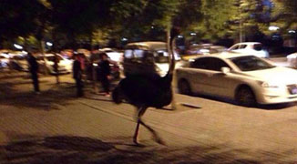 Fugitive Ostrich Gives Beijing Police the Run-around