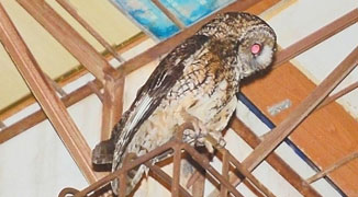 Owls Attack Cell Phone Users in Kunming 