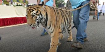 Yunnan Safari Park Takes Tigers for a Walk to Celebrate 10th Anniversary 
