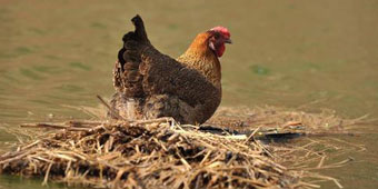 Robinson Crusoe Chicken who Survived Yunnan Quake found Floating on River