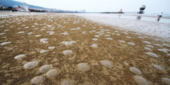 Jellyfish Invasion on Yantai Beach 