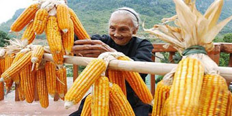 Corn: The Secret of the Xinjiang Village with the Worlds’ Oldest People