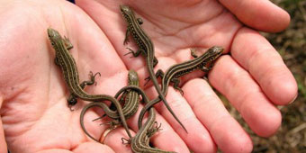 Farmers Detained for Illegal Hunting After Capturing 1,600 Geckos 